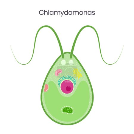 Téléchargez les illustrations : Illustration vectorielle scientifique Chlamydomonas graphique - en licence libre de droit