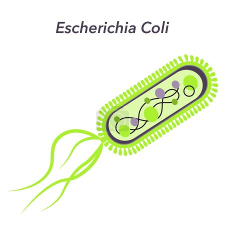 Téléchargez les illustrations : Illustration vectorielle d'Escherichia Coli Bacteria e.coli - en licence libre de droit