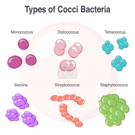 Illustration for Different Types of Cocci Bacteria Vector Illustration Graphic - Royalty Free Image