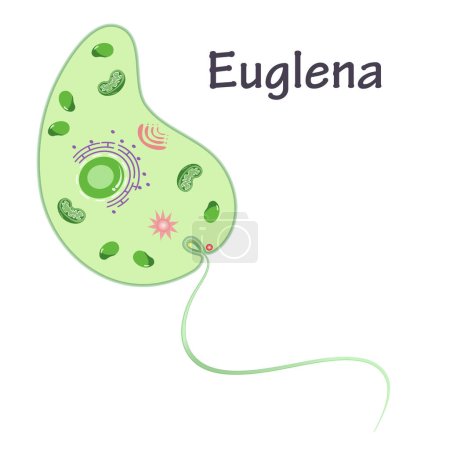 Téléchargez les illustrations : Illustration vectorielle graphique d'Euglena - en licence libre de droit
