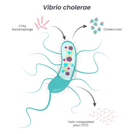 Illustration for Vibrio Cholerae vector illustration diagram - Royalty Free Image