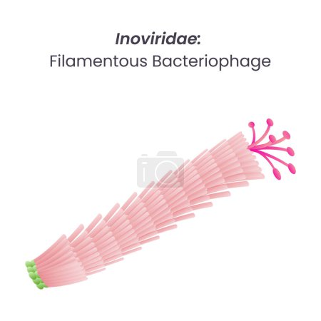 Ilustración de Inoviridae filamentoso bacteriófago aislado vector ilustración - Imagen libre de derechos