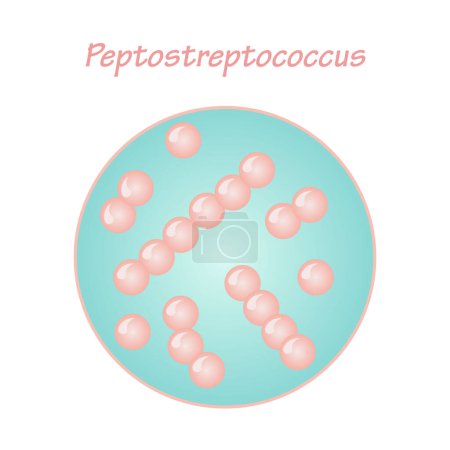 Illustration for Vector Illustration Graphic of Peptostreptococcus bacteria - Royalty Free Image