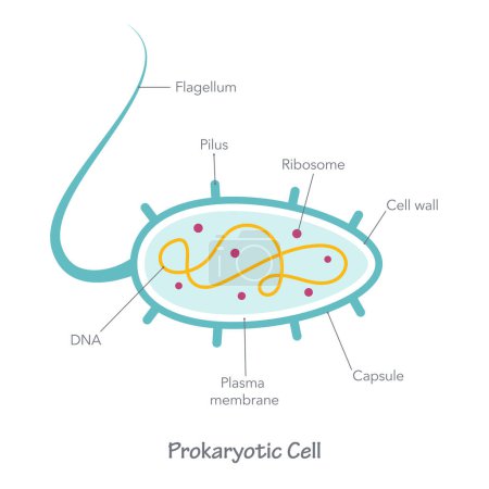 Ilustración de Prokaryote diagrama de celda vector ilustración gráfica - Imagen libre de derechos