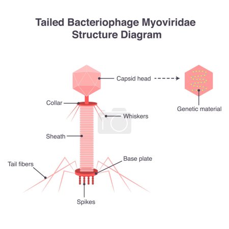 bacteriofago