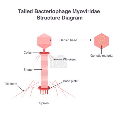 Illustration for Tailed bacteriophage Myoviridae structure diagram vector illustration - Royalty Free Image