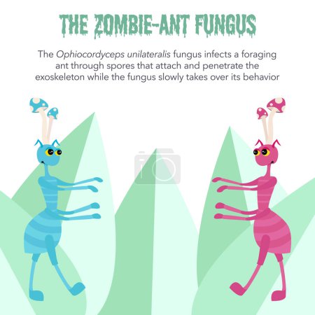 Téléchargez les illustrations : Ophiocordyceps unilateralis l'illustration vectorielle du champignon zombie ant - en licence libre de droit