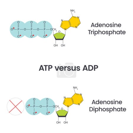 Illustration for Adenosine triphosphate and adenosine diphosphate comparison and cycle science vector education diagram - Royalty Free Image