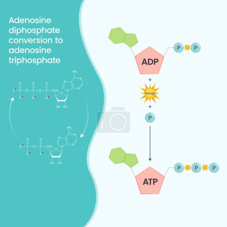 Illustration for ADP to ATP comparison and cycle science vector education infographic - Royalty Free Image
