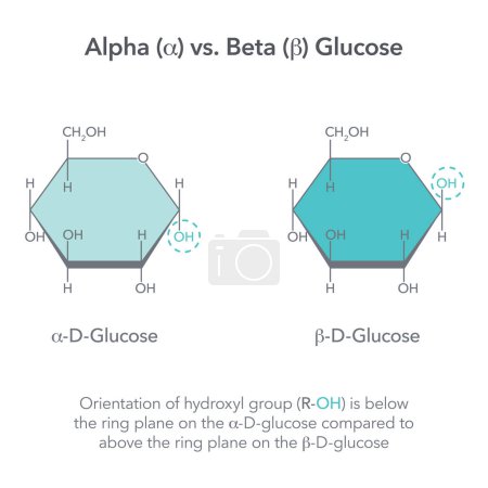 Illustration for Alpha versus Beta Glucose chemistry vector illustration diagram - Royalty Free Image