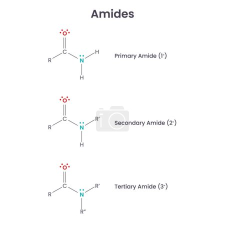 Illustration for Amides Biochemistry Functional Group science vector diagram - Royalty Free Image