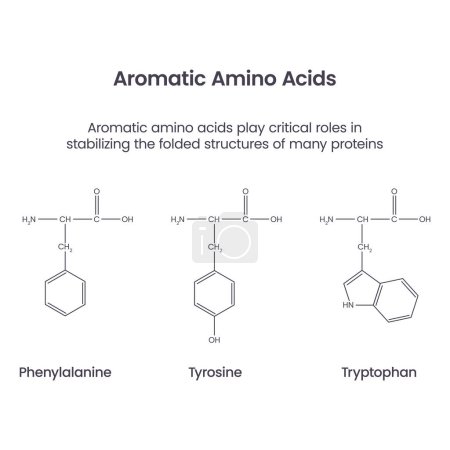 Ilustración de Aminoácidos aromáticos bioquímica ciencia vector infografía - Imagen libre de derechos