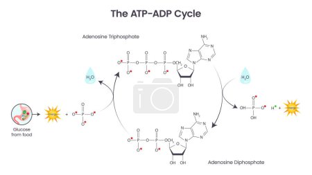 Illustration for Adenosine triphosphate and adenosine diphosphate comparison and cycle science vector education diagram - Royalty Free Image