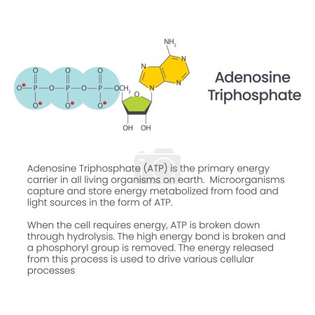 Illustration for Adenosine Triphosphate biochemistry, organic chemistry science vector diagram - Royalty Free Image