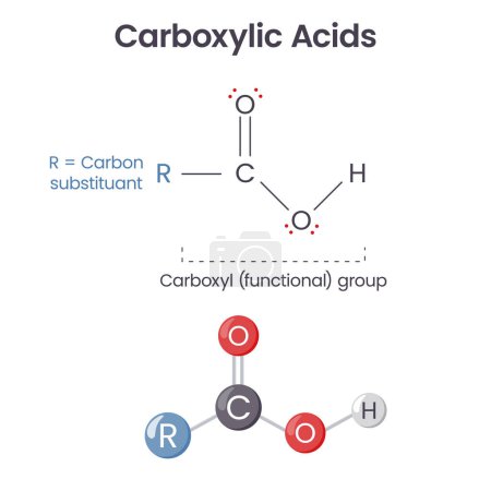 Ilustración de Grupo funcional químico del ácido carboxílico ilustración científica del vector - Imagen libre de derechos