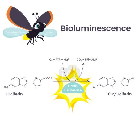 Téléchargez les illustrations : Bioluminescence Réaction chimique Illustration scientifique Diagramme vectoriel - en licence libre de droit