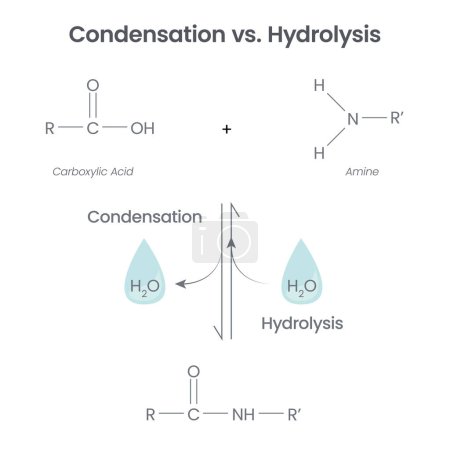 Illustration for Condensation versus Hydrolysis science vector illustration - Royalty Free Image
