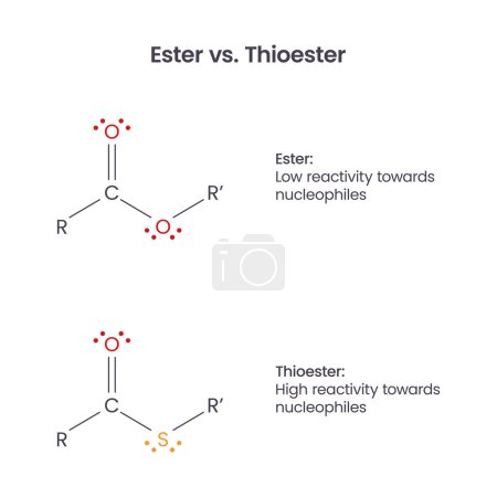 Téléchargez les illustrations : Diagramme vectoriel des groupes fonctionnels Ester versus Thioester biochimie - en licence libre de droit