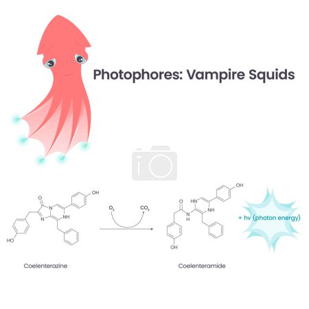 Ilustración de Fotofora química bioluminiscencia en vampiro calamar vector ilustración infografía - Imagen libre de derechos