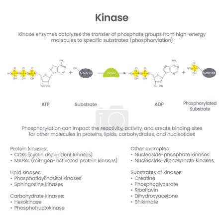 Illustration for Kinase Phosphorylation scientific educational vector illustration - Royalty Free Image