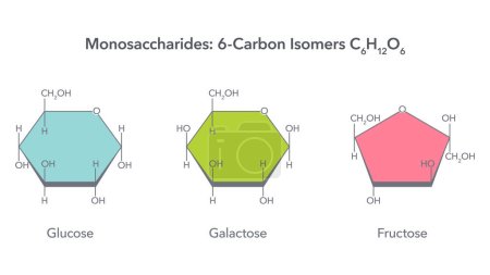 Téléchargez les illustrations : Illustration vectorielle des monosaccharides 6 isomères de carbone glucose fructose et galactose - en licence libre de droit