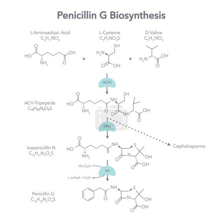 Illustration for Penicillin G Biosynthesis scientific vector illustration - Royalty Free Image