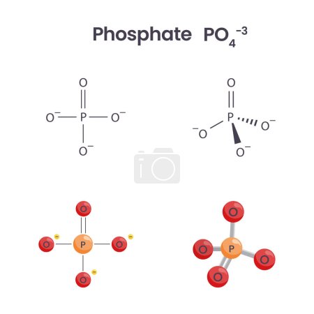 Illustration for Phosphate chemical structure science vector graphics - Royalty Free Image