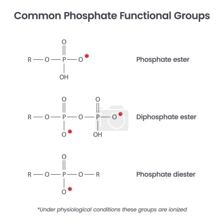 Ilustración de Grupos funcionales de iones fosfato bioquímica vector infografía - Imagen libre de derechos