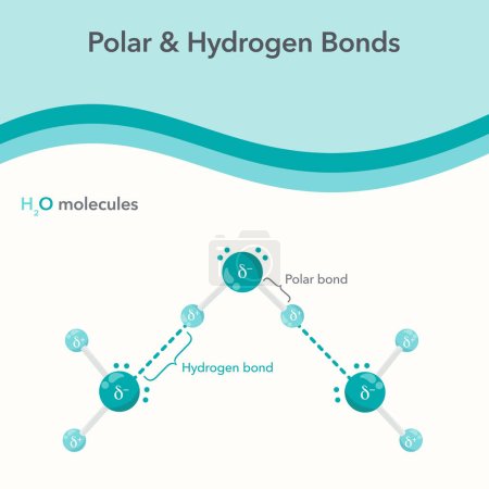 Illustration for Polar and Hydrogen Bonds chemistry vector illustration diagram - Royalty Free Image