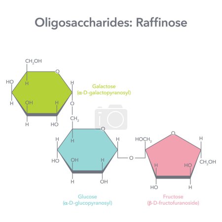 Ilustración de Oligosacáridos rafinosa estructura molecular vector ilustración diagrama - Imagen libre de derechos