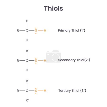 Téléchargez les illustrations : Thiols Biochimie Groupes fonctionnels infographie vectorielle scientifique - en licence libre de droit