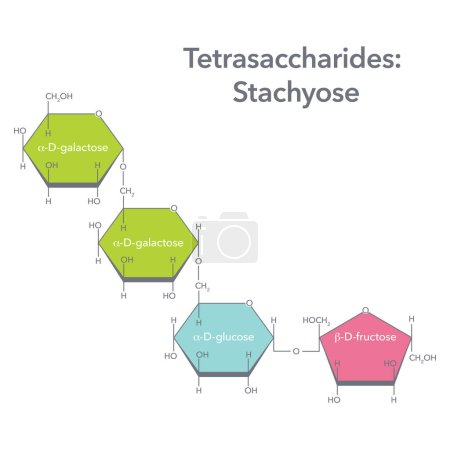 Téléchargez les illustrations : Tétrasaccharide Stachyose biochimie vectoriel illustration graphique - en licence libre de droit