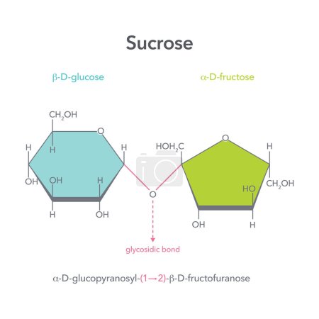 Ilustración de Diagrama de estructura de ilustración de vector de azúcar de mesa disacárido de sacarosa - Imagen libre de derechos