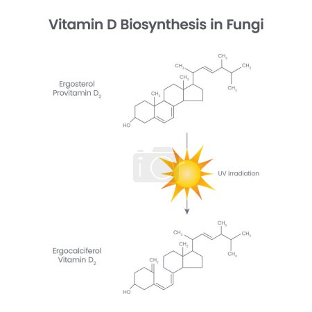 Illustration for Vitamin D Biosynthesis in Fungi science educational vector illustration - Royalty Free Image
