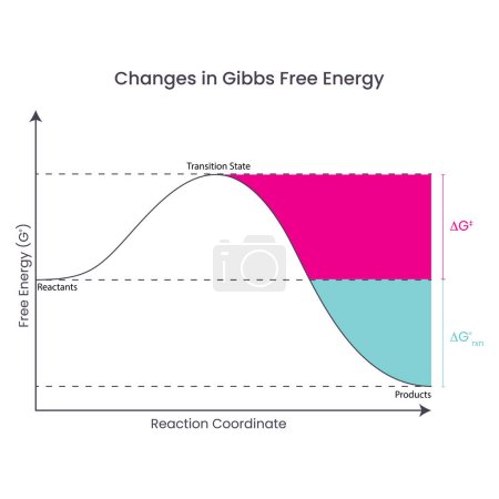 Ilustración de Cambios en la Energía Libre de Gibbs representados en un diagrama de reacción de una reacción termodinámicamente favorable - Imagen libre de derechos