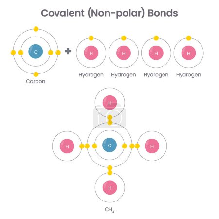 Ilustración de Covalent non-polar chemical bonds education vector illustration infographic - Imagen libre de derechos