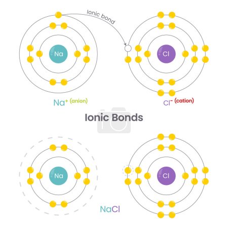 Illustration for Chemical bonds education vector illustration infographic - Royalty Free Image