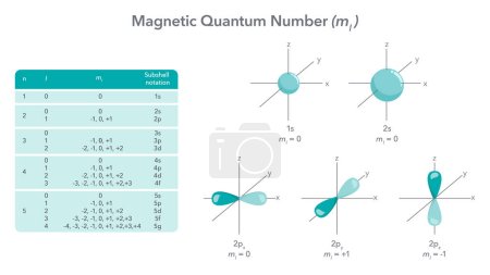 Illustration for Magnetic quantum number physics vector illustration diagram - Royalty Free Image