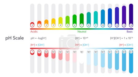 Illustration for PH scale scientific vector illustration graphic - Royalty Free Image