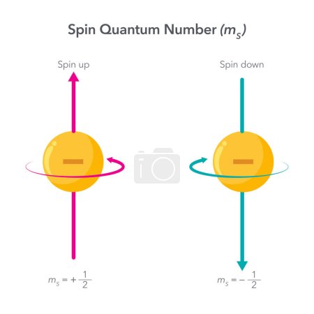 Illustration for Spin Quantum Number physics vector illustration infographic - Royalty Free Image