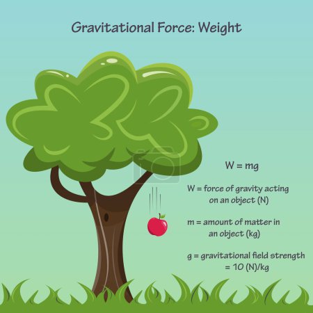 Téléchargez les illustrations : Force gravitationnelle Poids début physique vecteur éducatif graphique - en licence libre de droit