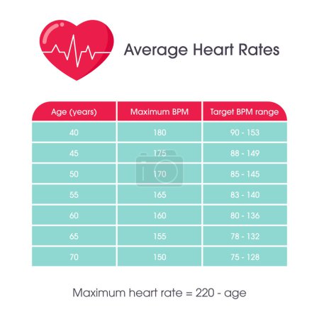 Illustration for Average adult heart rates vector illustration infographic - Royalty Free Image