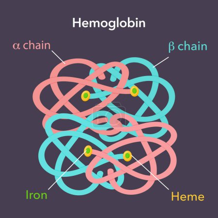 Ilustración de Diagrama de hemoglobina ciencia vector ilustración gráfica - Imagen libre de derechos