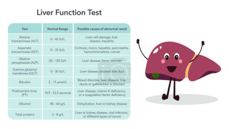 Leberfunktion Leberenzyme Bluttest medizinischer Vektor Illustration Grafik
