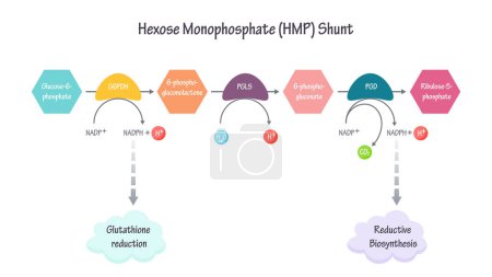 Illustration for Hexose monophosphate shunt pathway vector illustration graphic - Royalty Free Image