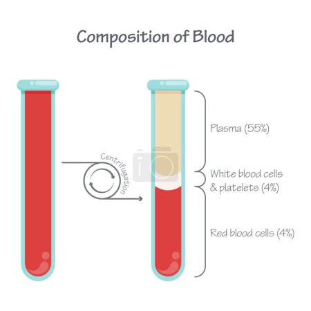 Zusammensetzung des Blutes nach der Zentrifugation wissenschaftlicher Vektor Illustration Grafik 