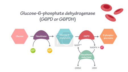 Téléchargez les illustrations : Illustration vectorielle de la G6PD Glucose-6-Phosphate déshydrogénase graphique - en licence libre de droit