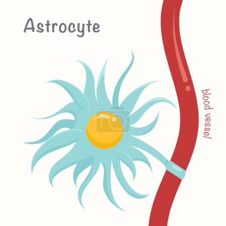 Illustration for Astrocyte or astroglia glial cell neurology vector illustration graphic - Royalty Free Image