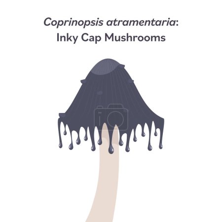 Illustration for Coprinopsis atramentaria inky cap mushroom vector illustration graphic - Royalty Free Image