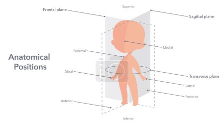Illustration for Anatomical positions of the human body vector illustration diagram - Royalty Free Image
